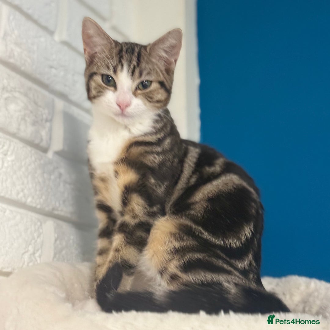 Domestic Shorthair cats for sale:  💞 Bonded Pair of Cuddly House Cats–7mo & 1yr Old - Image 3