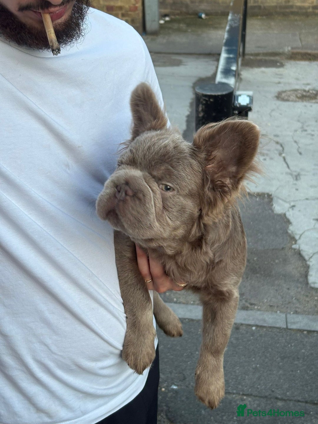 French Bulldog dogs for sale: Fluffy Big rope French bulldog  - Image 5