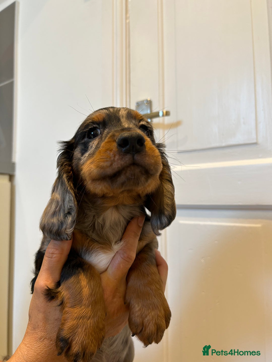Cocker Spaniel dogs for sale: Super rare and unique show type dna tested Kc reg  - Image 11