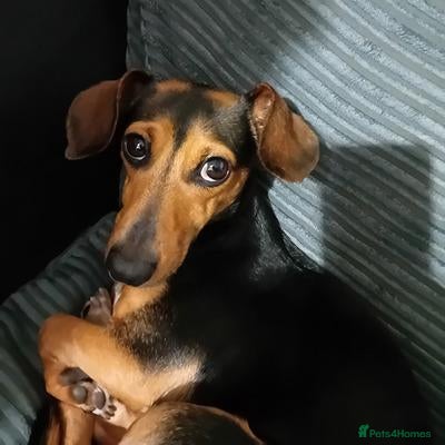 Miniature Dachshund dogs looking for a loving new home for my stunning girl - Advert 1
