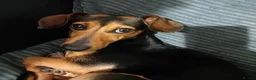 Miniature Dachshund dogs for sale: looking for a loving new home for my stunning girl in Edinburgh - Advert 1