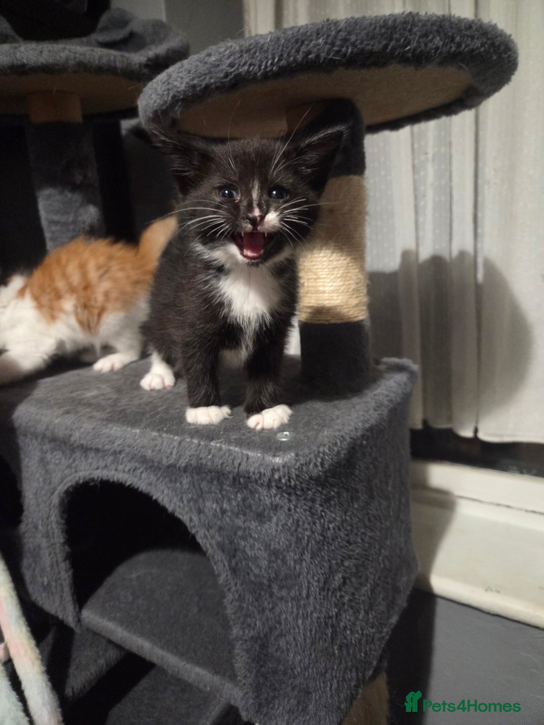 Mixed Breed cats for sale: 3 Gorgeous Male Kittens Looking for Forever Homes - Advert 17