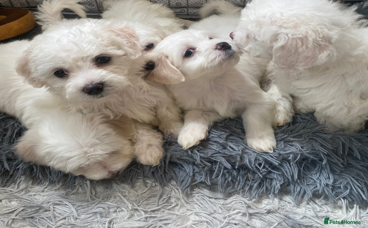 Maltese dogs - Advert 1