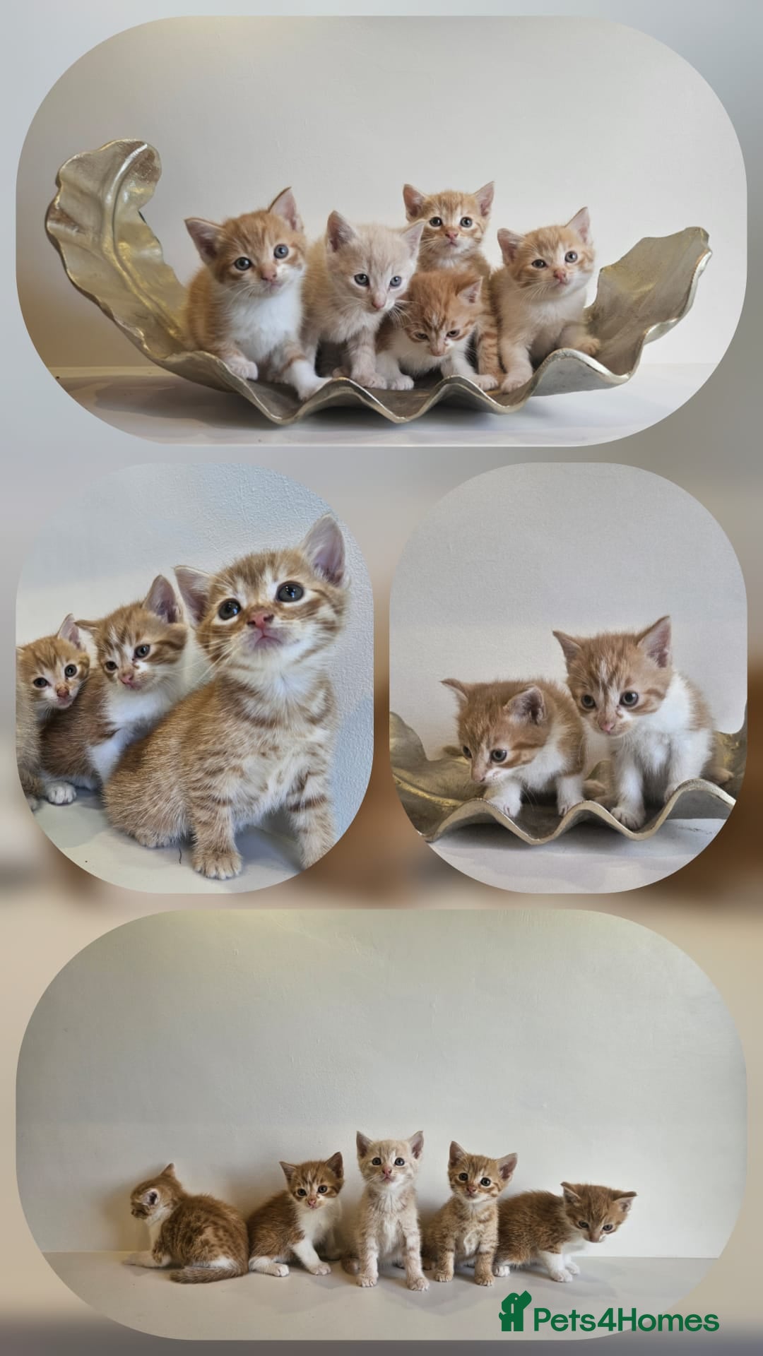 Mixed Breed cats for sale: Kittens  - Advert 1