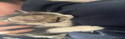 Mixed Breed cats for sale: British short hair mixed with American short  - Advert 3