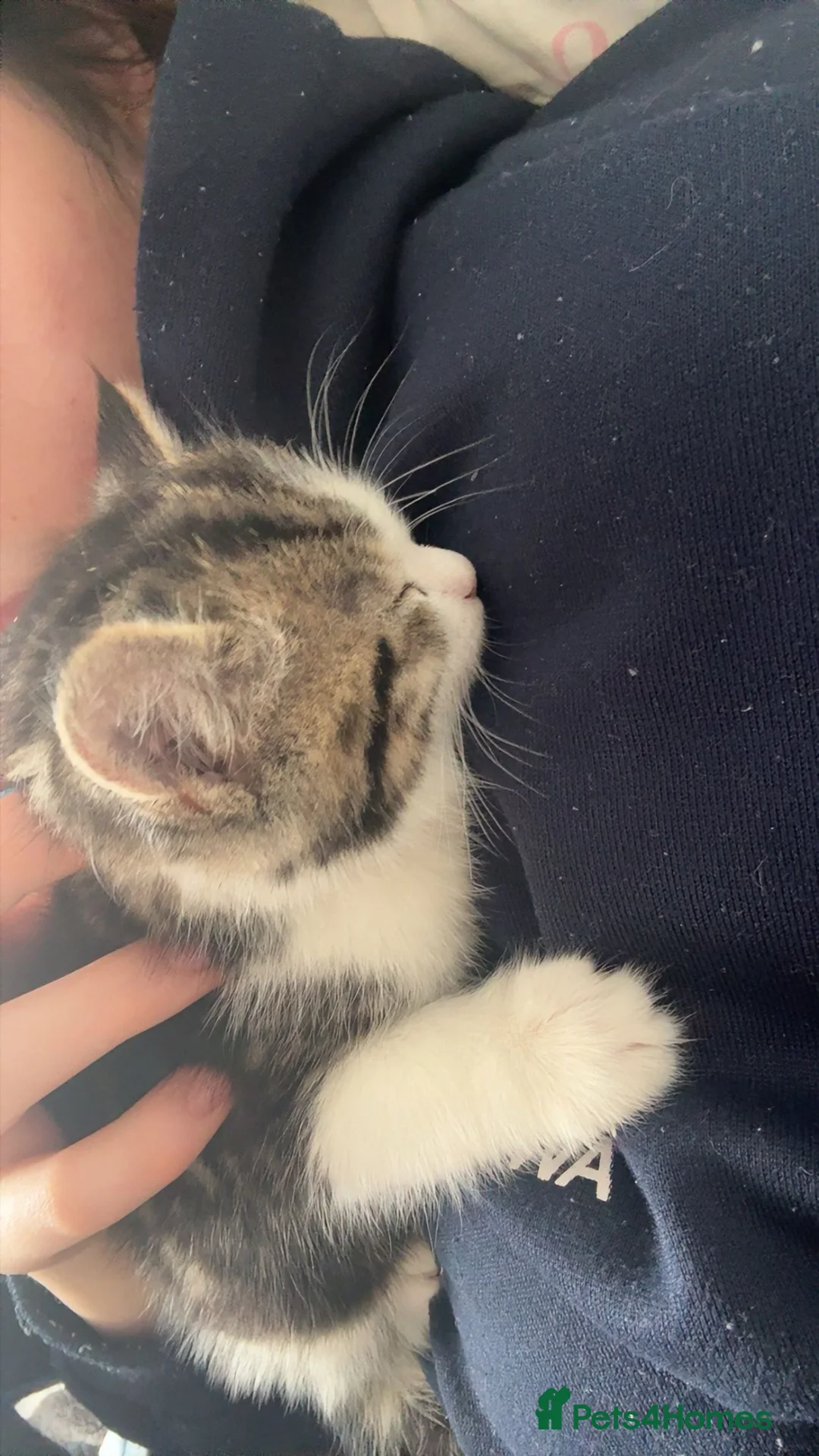 Mixed Breed cats for sale: British short hair mixed with American short  - Advert 3