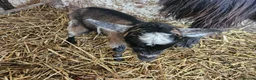 Goats livestock for sale: 2 female baby pygmy goats - Advert 10