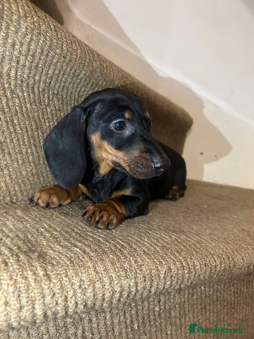 Miniature Dachshund dogs for sale: Last female Miniature dachshund  - Advert 3