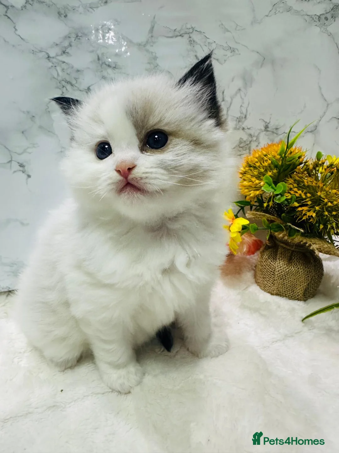 Ragdoll cats for sale:  Tica registered full pedigree ragdolls - Advert 2