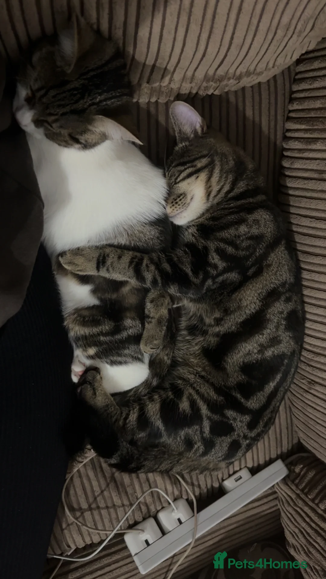 British Shorthair cats for sale: Male and Female 1 year old cats.  in Bristol - Advert 2