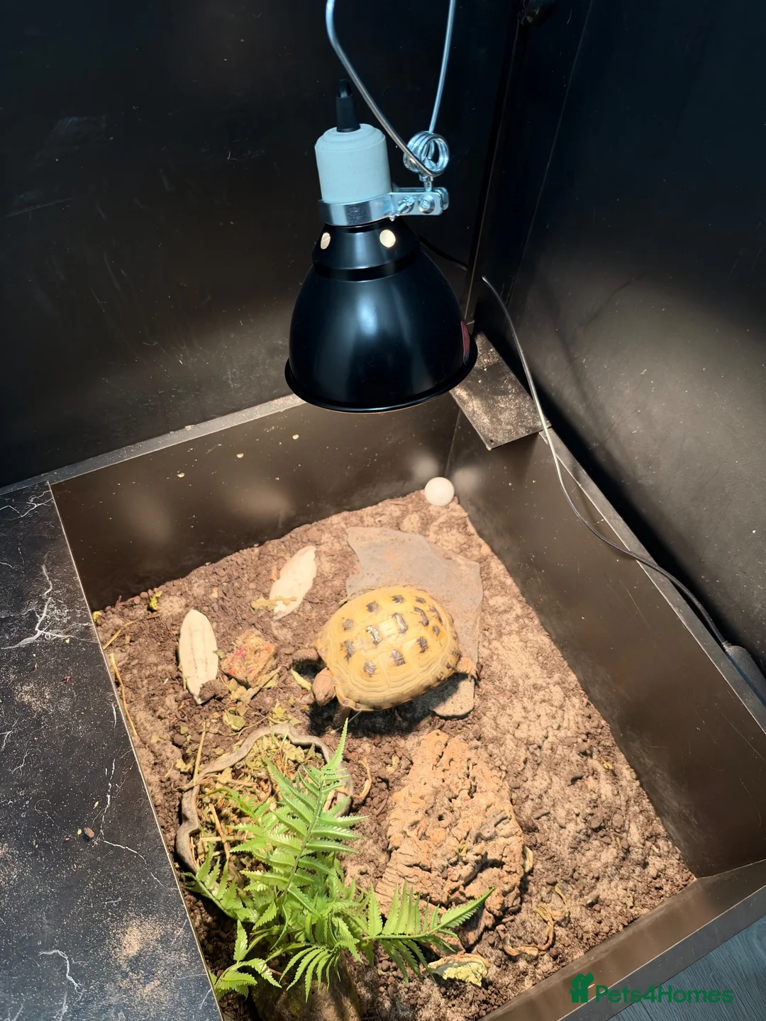 Tortoise reptiles for sale: Horsefield Tortoise  in Wantage - Advert 4