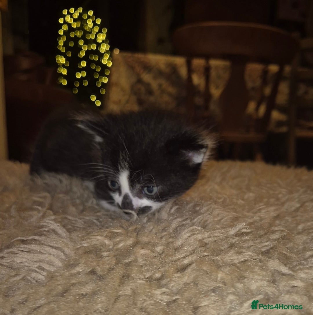 Mixed Breed cats for sale: Beautiful mix breed letter - Advert 7