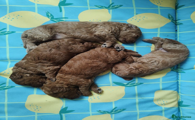 Miniature Poodle dogs - Advert 1
