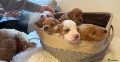 Cockapoo dogs - Advert 1