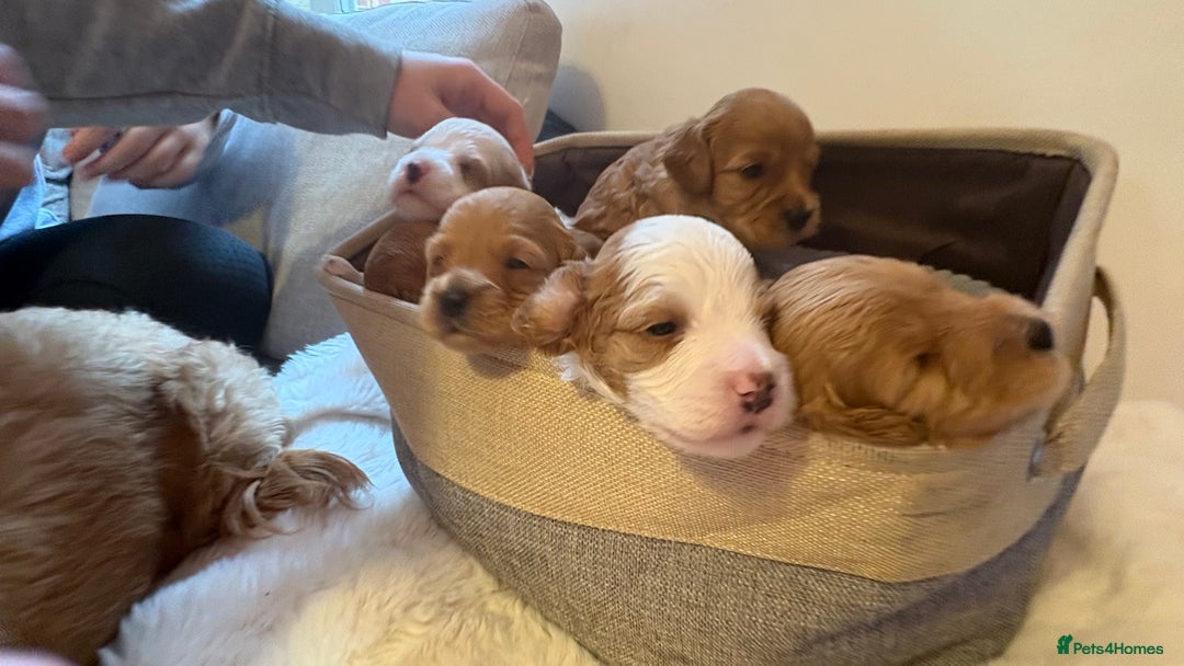 Cockapoo dogs for sale: 🐾 Adorable F2 Cockapoo Puppies! 🐾 - Image 3