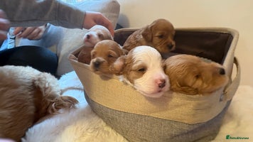 Cockapoo dogs - Advert 15