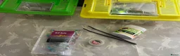 Frog reptiles for sale: 3 White’s Tree Frogs, 2 Vivs, Loads of Equipment🐸 - Advert 4