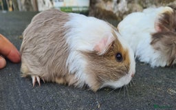 Guinea Pig rodents for sale: Pure Sheltie Male guinea pigs  - Image 5