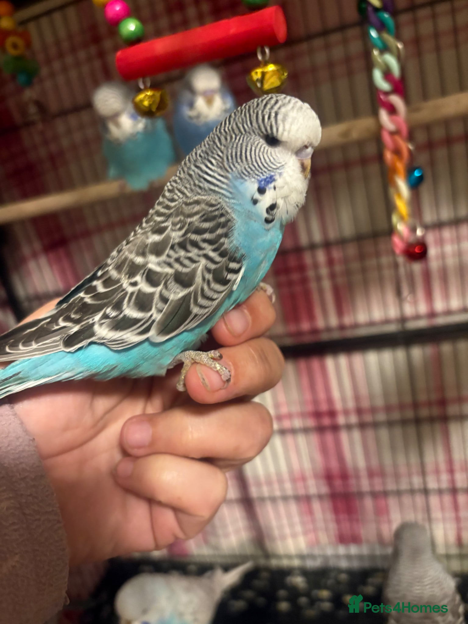 Budgerigars birds Baby Budgies’s for sale  - Advert 1