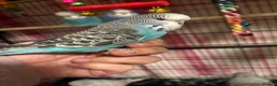 Budgerigars birds for sale: Baby Budgies’s for sale  - Advert 4