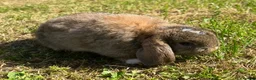 Mini Lop rabbits for sale: Beautiful Mini Lops - Advert 6