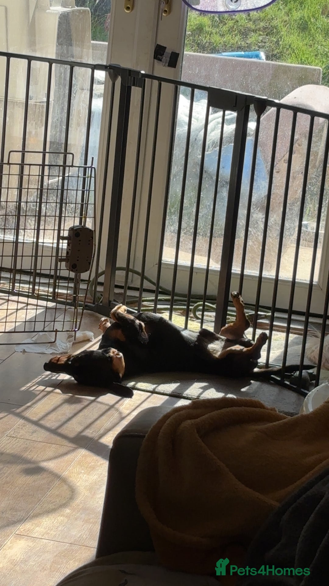 Dachshund dogs for sale: Dachshund male - Image 4