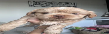 Shih Tzu 2