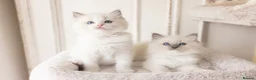 Ragdoll cats for sale: the Best Ragdoll kittens - Advert 5