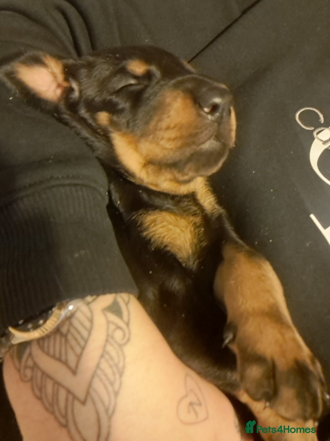 Dobermann dogs for sale: Doberman puppies  - Advert 6