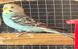 Budgerigars birds for sale: Budgies - Image 7