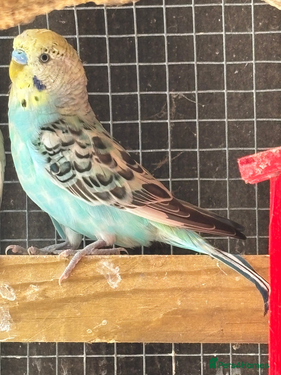Budgerigars birds for sale: Budgies - Image 7