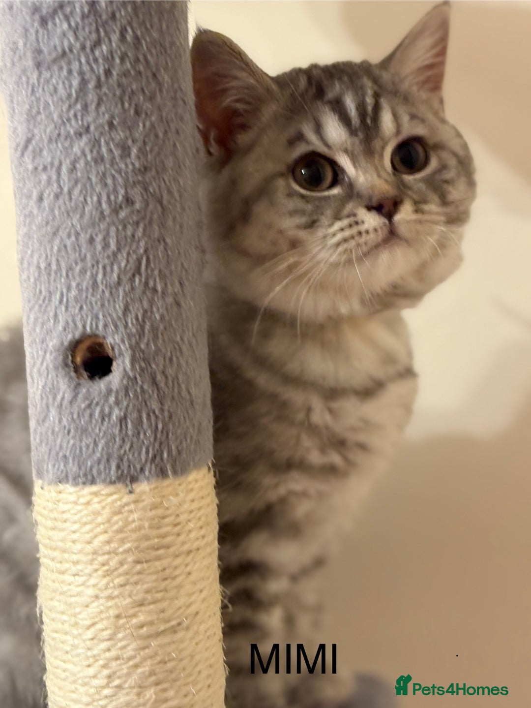 British Shorthair cats for sale: Pedigree|Champion Lines|GCCF Registered| - Image 20