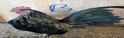 Chickens poultry for sale: Serama hen and cockerel pairs  - Advert 6