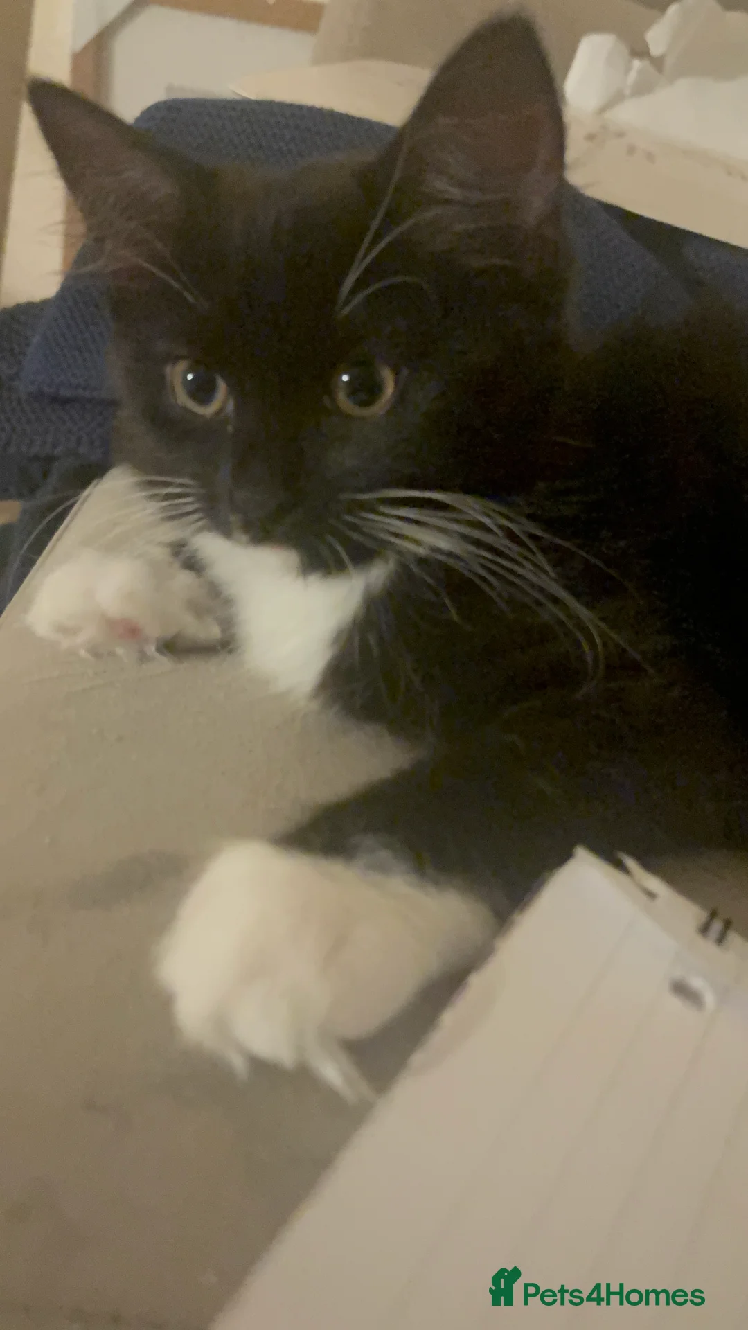 Mixed Breed cats for sale: Mother and daughter  - Advert 3