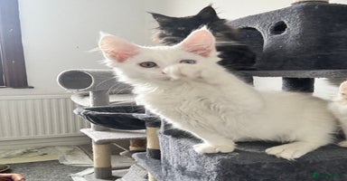 Maine Coon cats - Advert 1