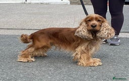 Cocker Spaniel dogs for sale: Pedigree show cockers, sable & golden - Image 13