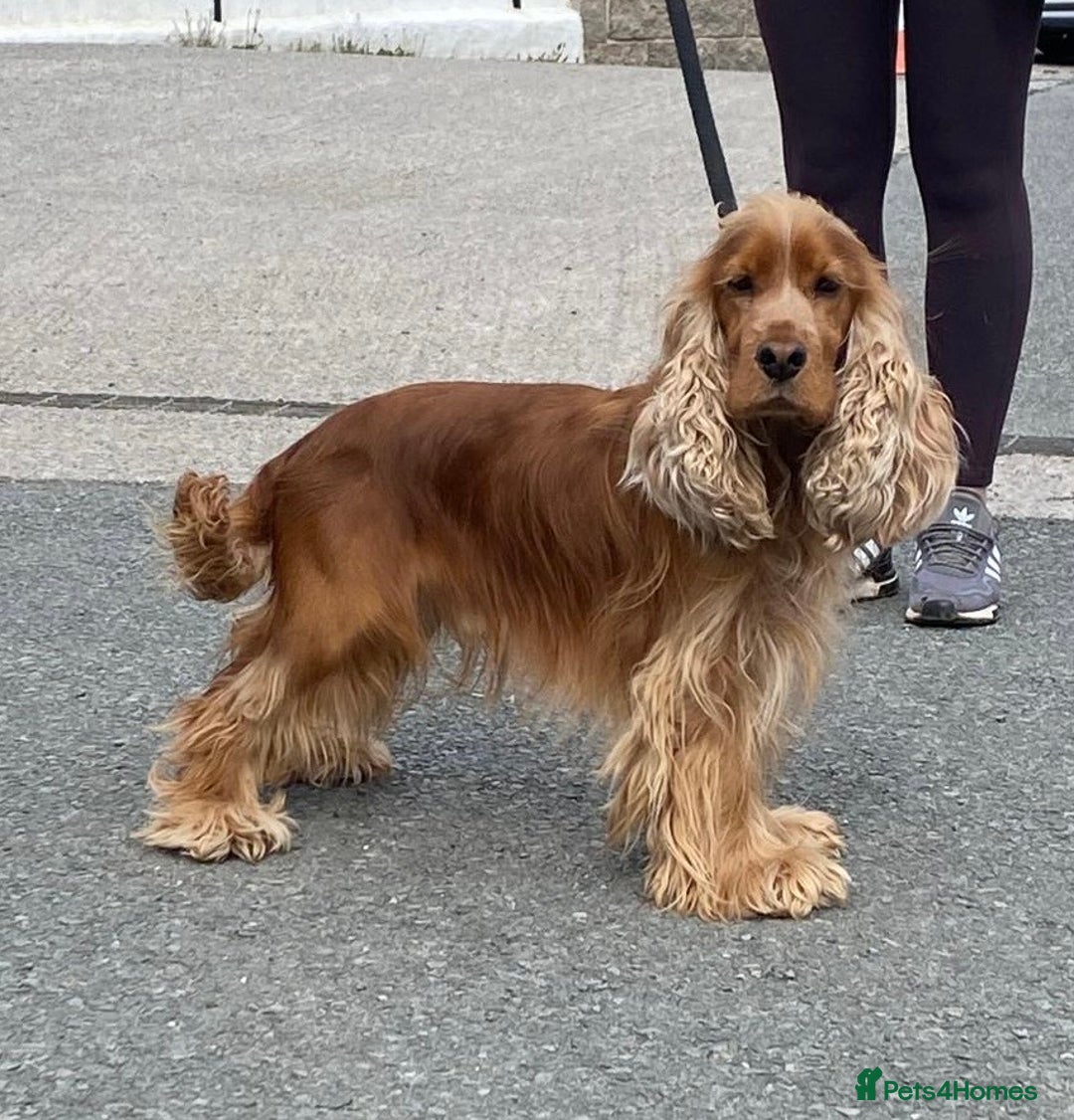 Cocker Spaniel dogs for sale: Pedigree show cockers, sable & golden - Image 13