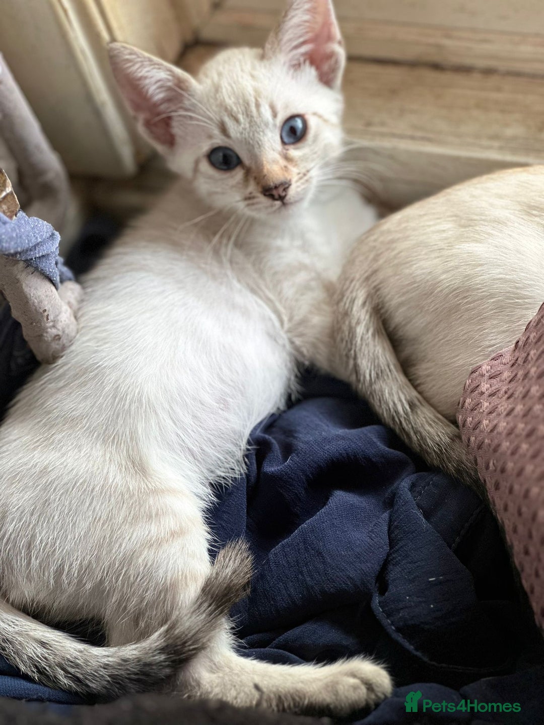 Bengal cats for sale: Blue Eyes Snow Lynx Bengal Kittens - Image 12
