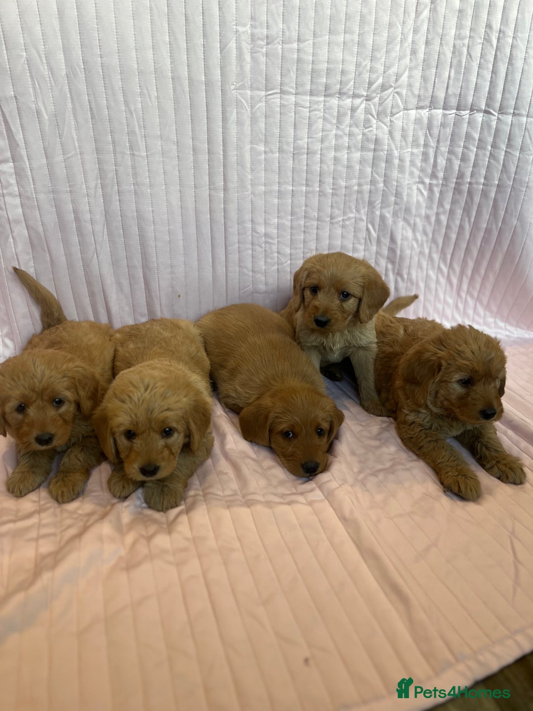 Labradoodle dogs for sale: Beautiful F1 Labradoodles - Advert 3