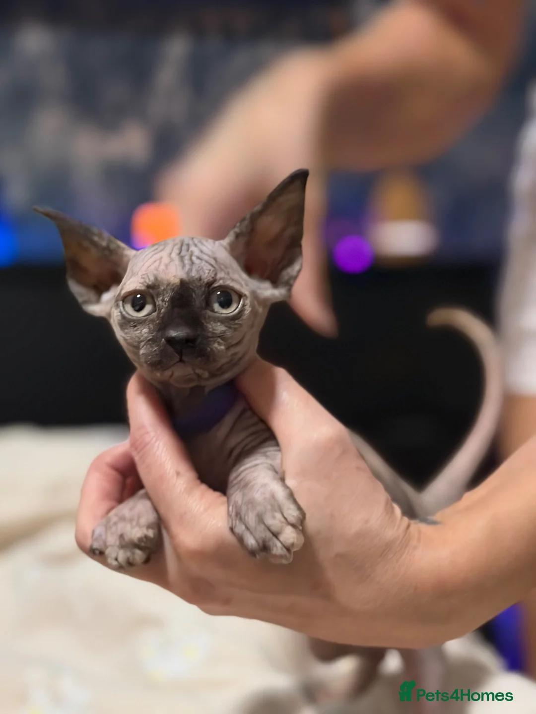 Sphynx cats for sale: Beautiful Sphynx kittens - Advert 4