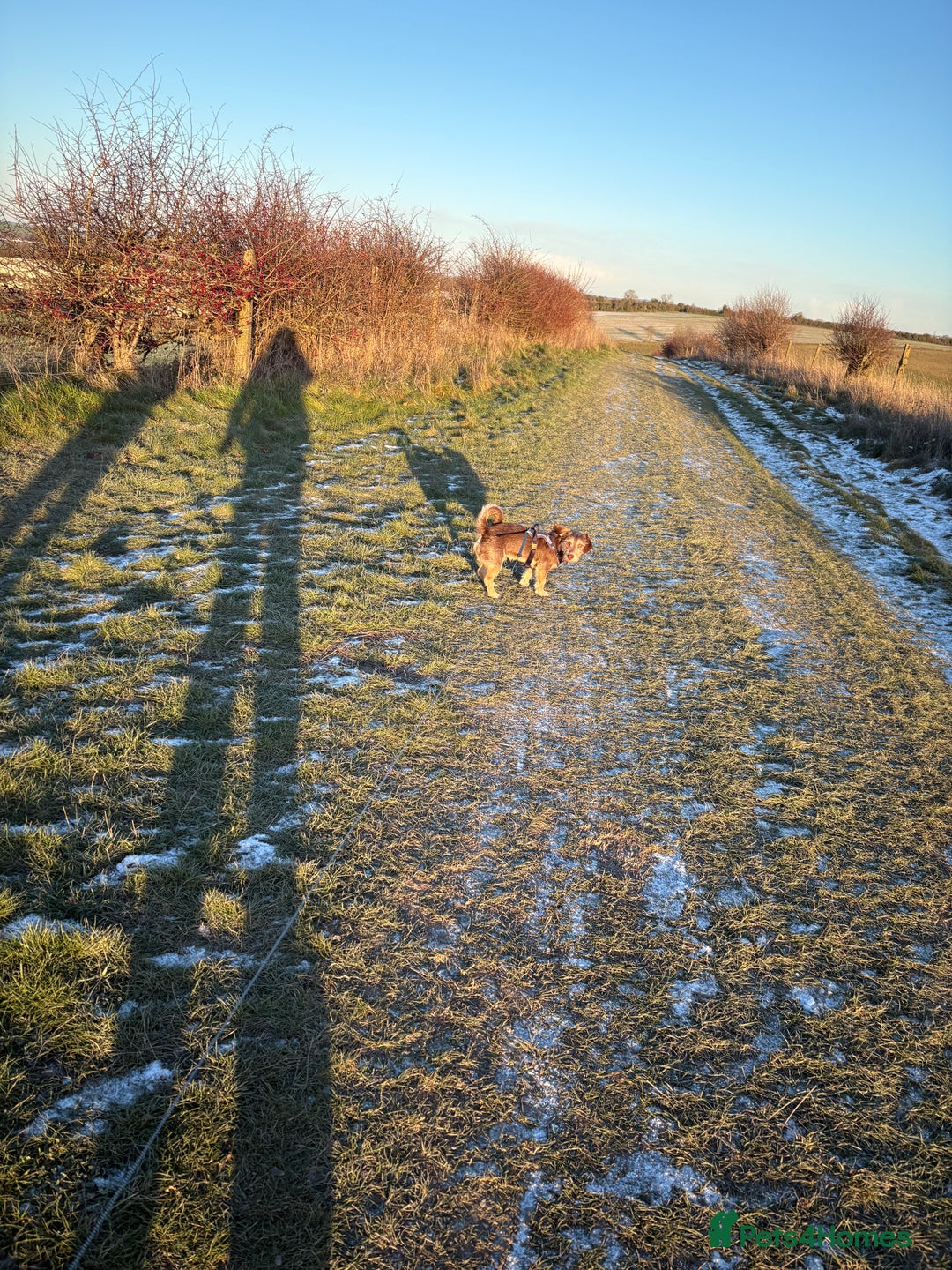 Doxiepoo dogs for sale: Friendly dog looking for a loving home - Advert 1
