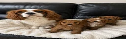 Cavapoo dogs for sale: Goregous Cavapoo Boys - Advert 1