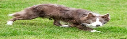 Border Collie dogs for stud: Exceptional Lilac & White DNA clear Border Collie in Saint Asaph - Advert 6