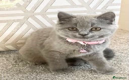 British Shorthair cats for sale: Beautiful British Blues longhair kittens 🩷💙 - Image 2