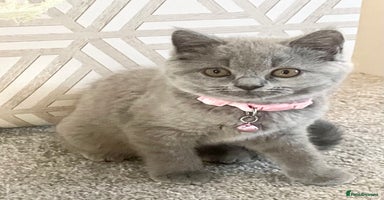 British Shorthair cats - Advert 12