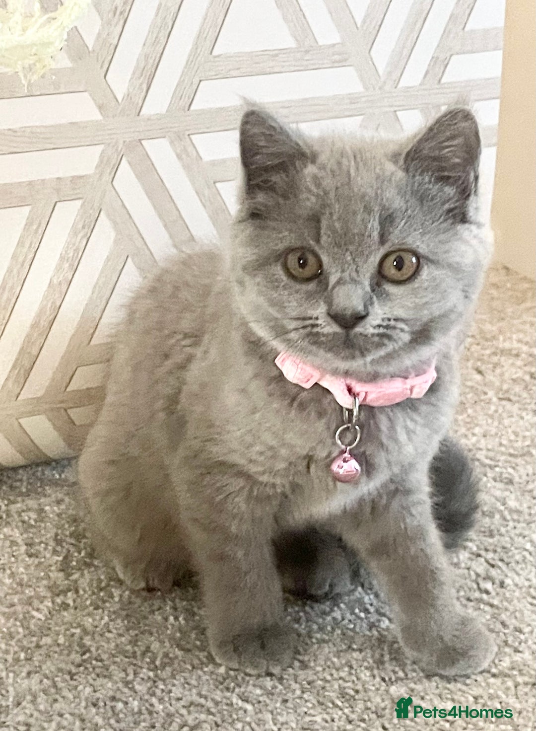 British Shorthair cats for sale: Beautiful British Blues longhair kittens 🩷💙 - Image 2