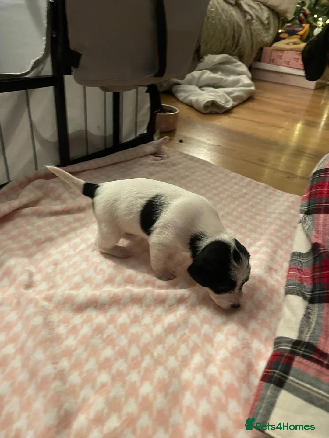 Mixed Breed dogs for sale: 1 boy and 1 girl for sale dashund x poochon - Advert 10