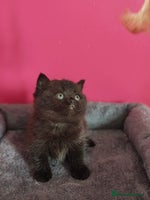 British Shorthair cats - Advert 3