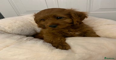 Cavapoo dogs - Advert 2