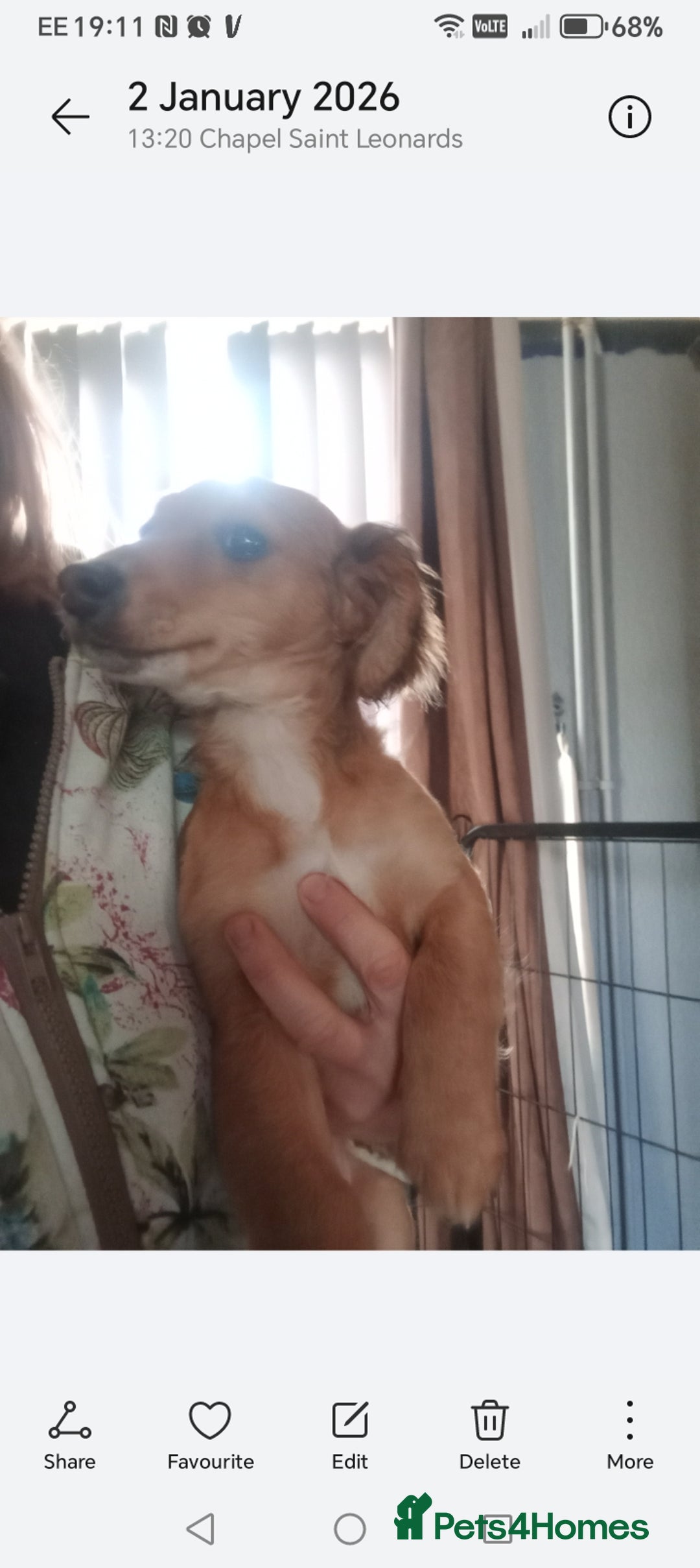 Mixed Breed dogs for sale: 3 Cockapoo x Jack Russell DNA clr Mum - Advert 15